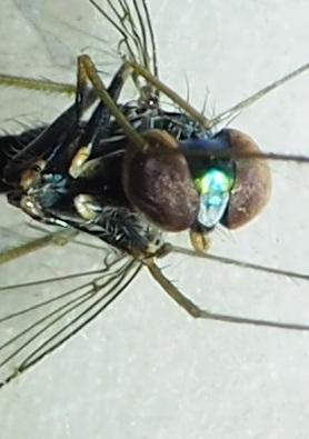 Condylostylus sp.